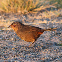 Pilotbird